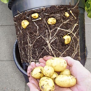 Potatiskruka Potato Pot
