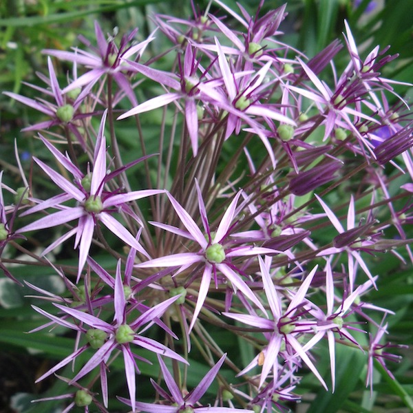 Allium Christophii, Stäpplök, lökar