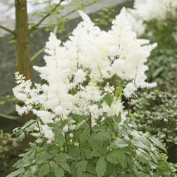 Perenner, Astilbe Rock and Roll