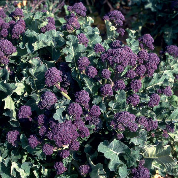 Broccoli Purple Sprouting Red (tidigare Red Spear), fröer
