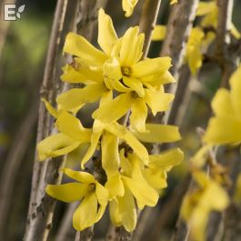 Köp Buske Forsythia mandshurica E, elitplanta från elitplantstationen ...