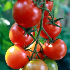 Tomat Gardener's Delight, körsbärstomat, tomatplanta