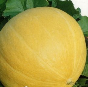 Pumpa Melonova Zolta, planta 