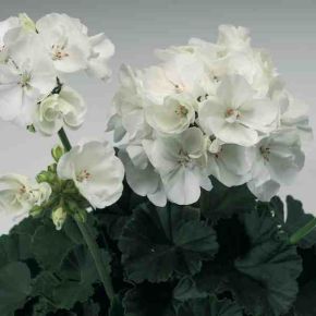 Planta, Pelargon Tango White, Vulcan 10 cm kruka 