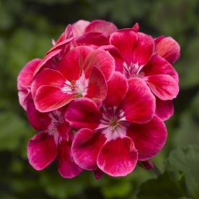Planta, Pelargon Zonale, Tango Deep Rose with Eye 10 cm kruka 