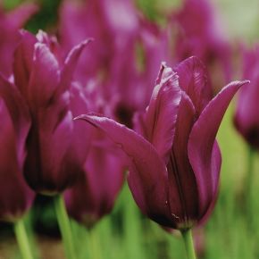 Tulpan Burgundy, liljeblommande, tulpanlökar - ersätter tulpan  Purple Dream
