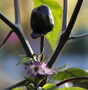 chiliplantor, chiliplanta Peruwian Purple