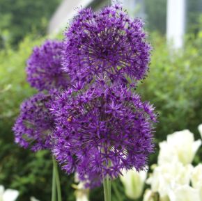 Allium Purple Sensation, alliumlökar
