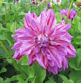 Dahlia Alpen Pauline, dekorativdahlior, dahliaknölar