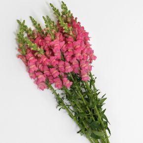 Lejongap Potomac Rose