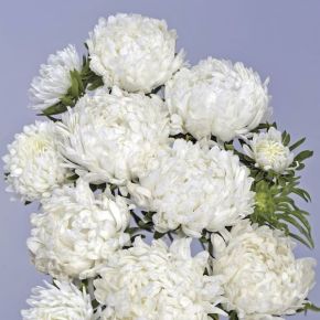 Trädgårdsaster White Tower, sommarblommor, fröer
