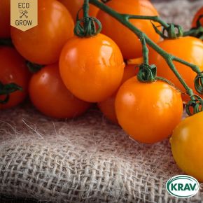 Tomat Auriga KRAV, salladstomat, fröer - kort datum (sept 24)