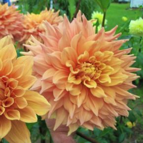 Dahlia Ben Huston,