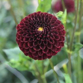 dahlia black hero