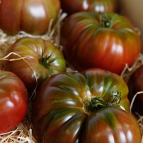 Tomat Black Russian, tomatplantor - rikbärande gammal ryss