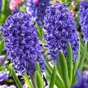 Hyacint Blue Jacket, blomsterlökar