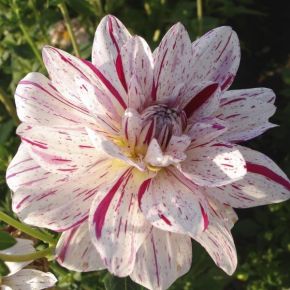 Dahlia Bright Diamond, dahliaknölar