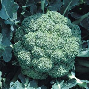 Broccoli, Marathon, fröer - tillförlitlig och högavkastande!