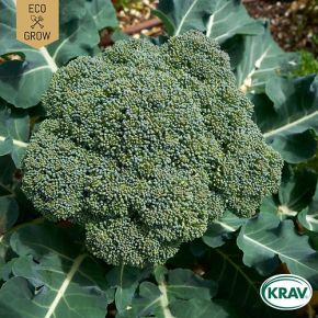Broccoli Calabrese Natalino KRAV, fröer 