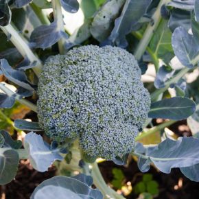 Broccoli Ironman, kålplantor - nya stjärnskottet