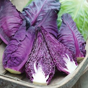 Cabbage Kalibos Improved