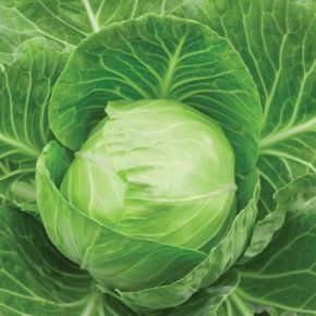 Cabbage Kilastor