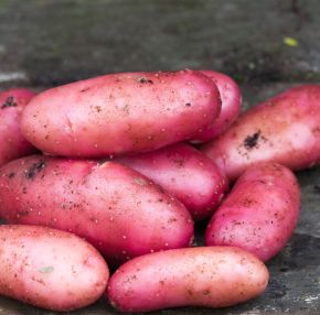 sättpotatis Chérie