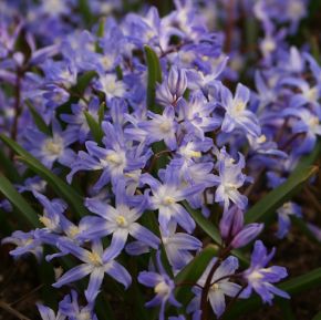 Vårstjärna, blå, Chionodoxa Forbesii, lökar