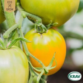 Tomat Citrina KRAV, fröer - kort datum (sept 24)