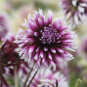 Dahlia Clair Obscur, dahliaknölar, kaktusdahlior