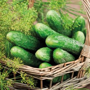 Cucumber Vert Petit De Paris