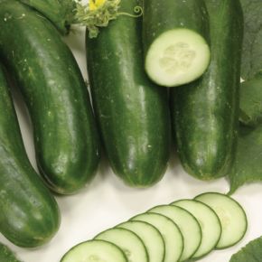 Cucumber Silor