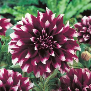 Dahlia Contraste, dekorativdahlior