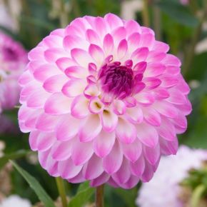 Dahlia Martina, bolldahlior 