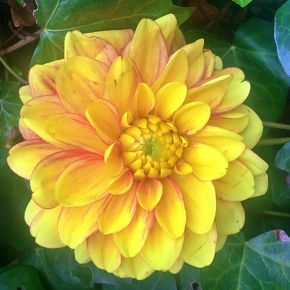Dahlia Music, dekorativdahlior
