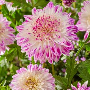 Dahlia Que Sera, dahliaknölar