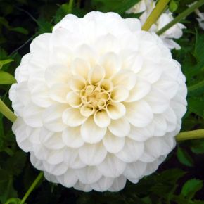 Dahlia White Trophy, bolldahlior