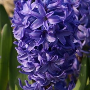 Hyacint blå, Delft Blue, hyacintlökar