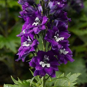 Stor riddarsporre/ trädgårdsriddarsporre Delphina Violet Blue, perenner, fröer