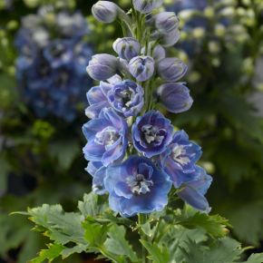 Riddarsporre Delphina Light Blue, fröer perenner (Flower seeds