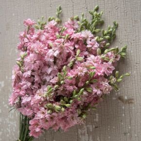 Romersk riddarsporre Pretty Pink, fröer -