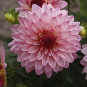 Dahlia Salvador, dahliaknölar