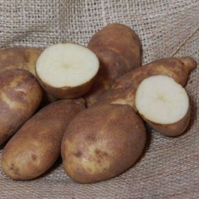 Potatis Golden Wonder