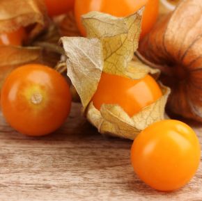 Physalis Aunt Molly's
