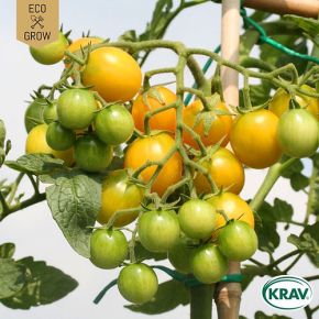 Tomat Goldkrone KRAV, körsbärstomat, fröer - kort datum (sept 24)
