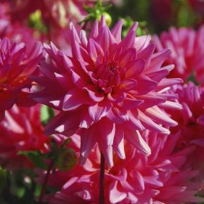 Dahlia Graaf Floris, dahliaknölar