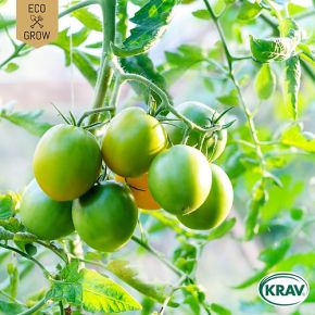 Tomat Green Grape KRAV, körsbärstomat, fröer - kort datum (sept 24)