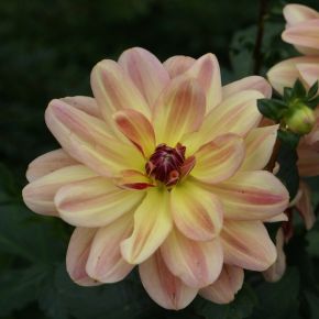 Dahlia Pink Butterfly