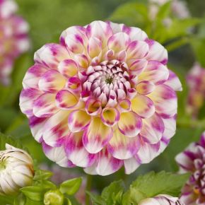 Dahlia Hawaii, dahliaknölar, bolldahlior