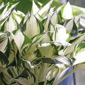 Perenner, Funkia Fire and Ice (Hosta)